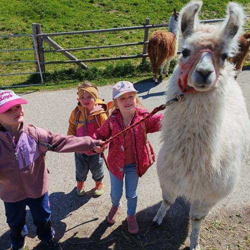 Lama