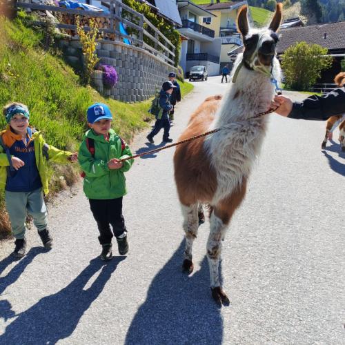 Lama