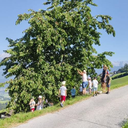 Kirschen klauben