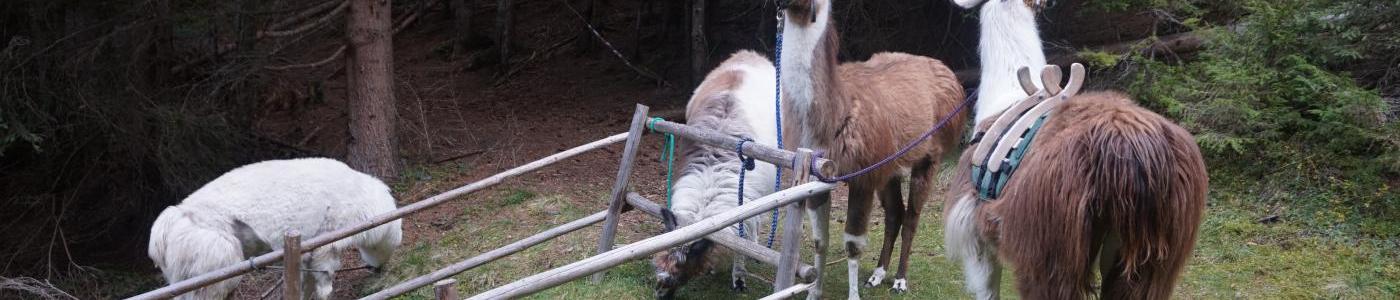 Lamatrekking