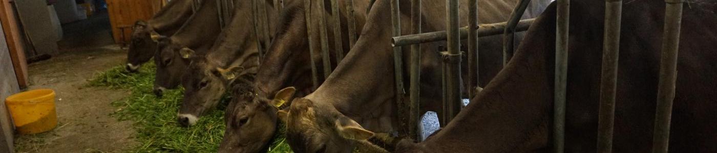 Kühe im Stall