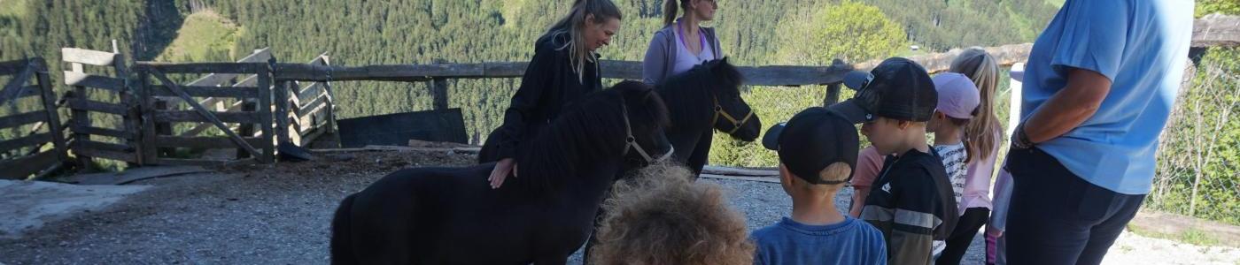 Zwei Ponys sind im Bild