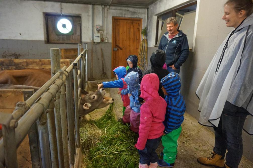 Kinder streicheln Kälber