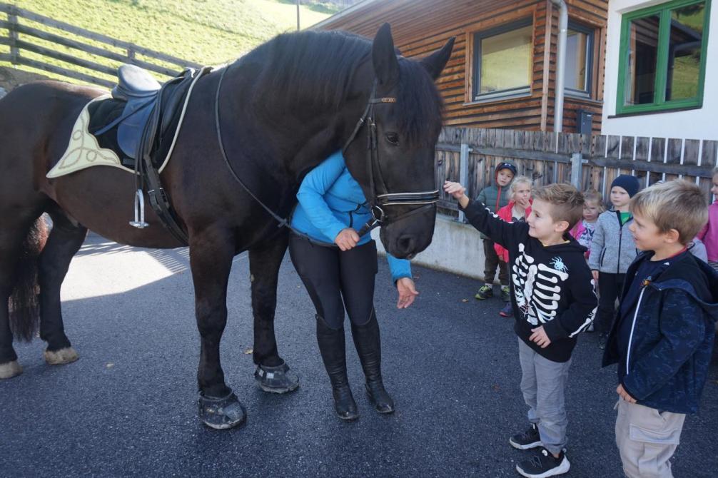 Das Pferd Knödel wird gestreichelt