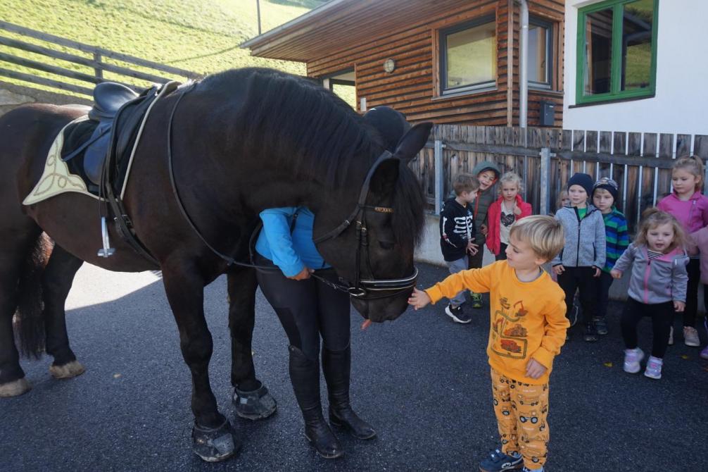 Das Pferd Knödel wird gestreichelt