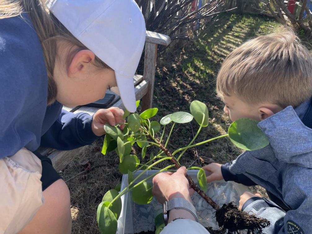 Zimmerpflanzen umtopfen