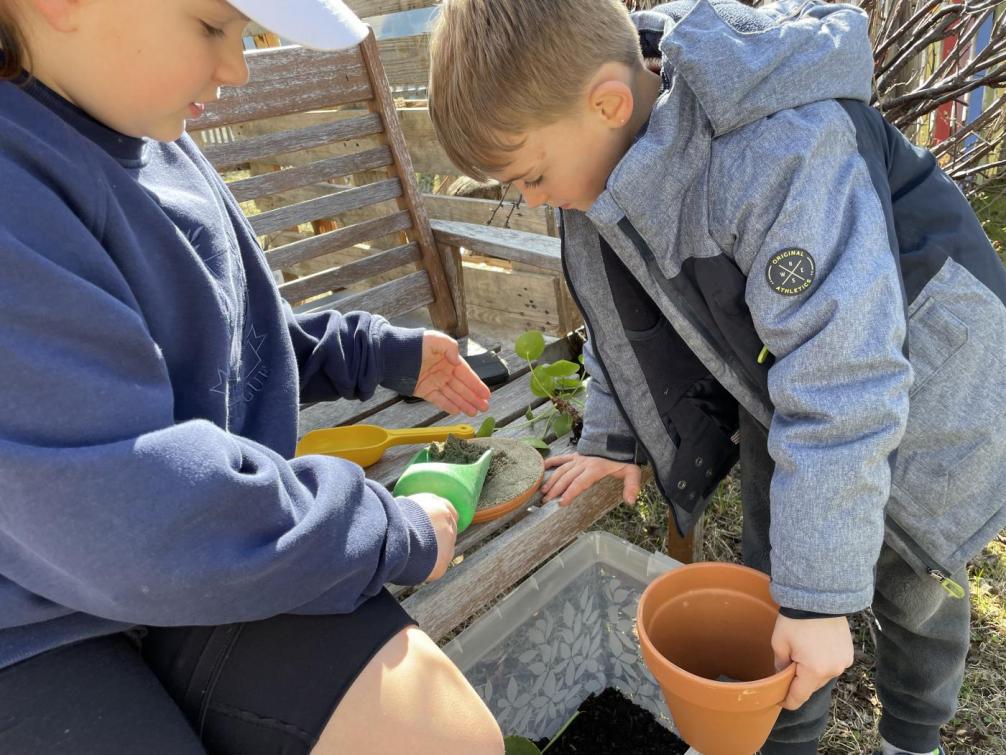 Zimmerpflanzen umtopfen
