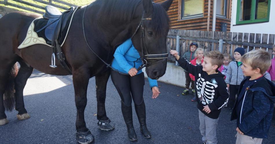 Das Pferd Knödel wird gestreichelt