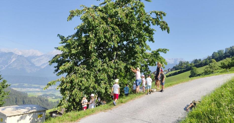 Kirschen klauben