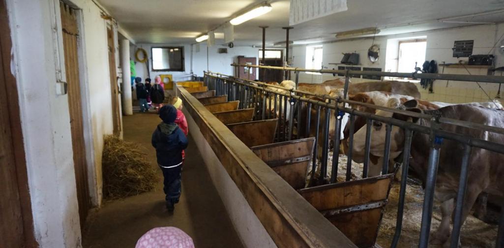 Kinder im Kuhstall