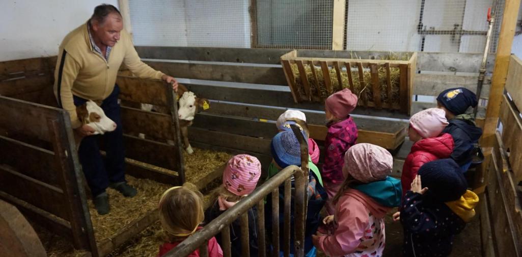 Kinder bei Kälbern