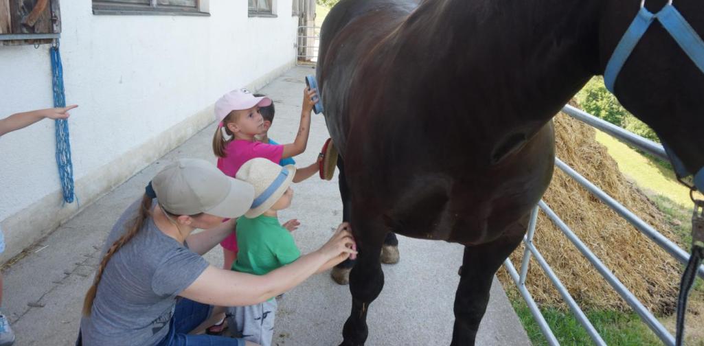 Das Pferd wird gestriegelt