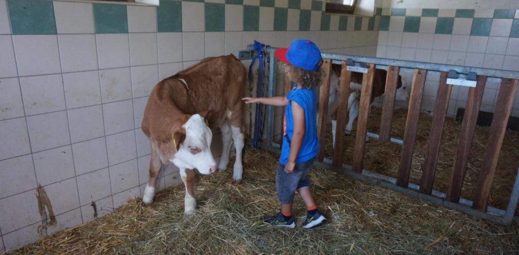 Wir streicheln die Kälber