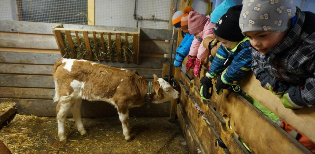Kalb schnuppert an Kindern