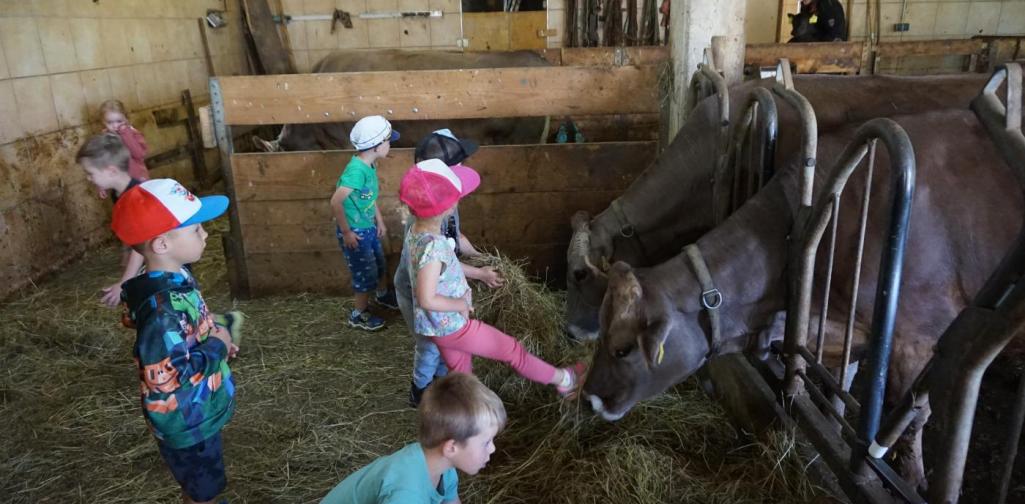 Kinder füttern Kühe