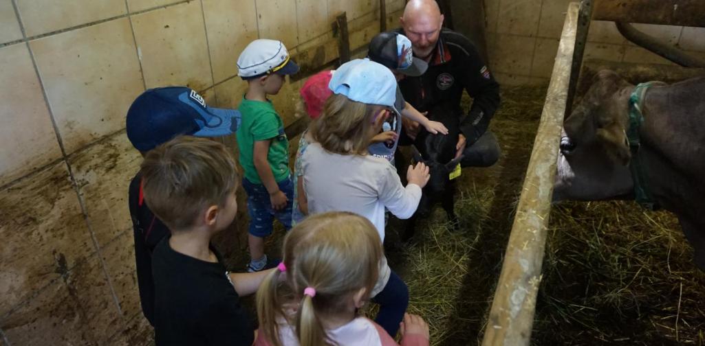 Kinder streicheln Zwergrindkalb